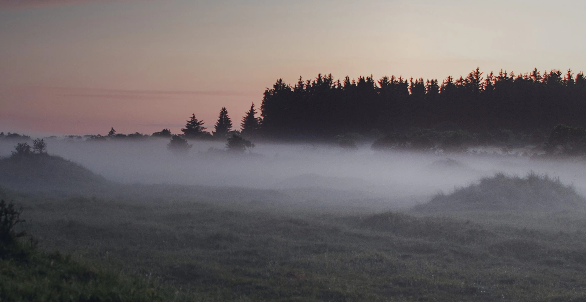 Forest landscape illustrating biomass feedstock sourcing Forest landscape illustrating biomass feedstock sourcing